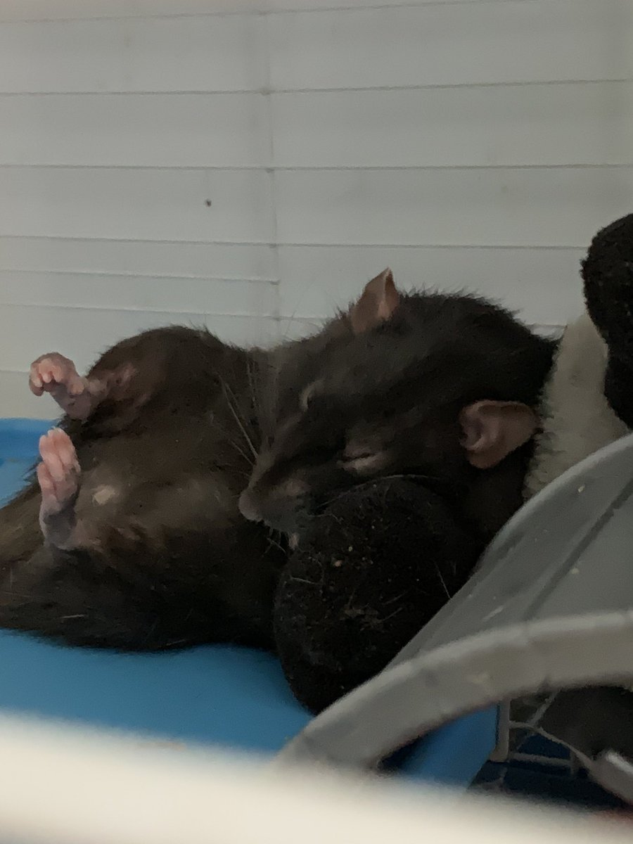 Sleeping with their feets up.