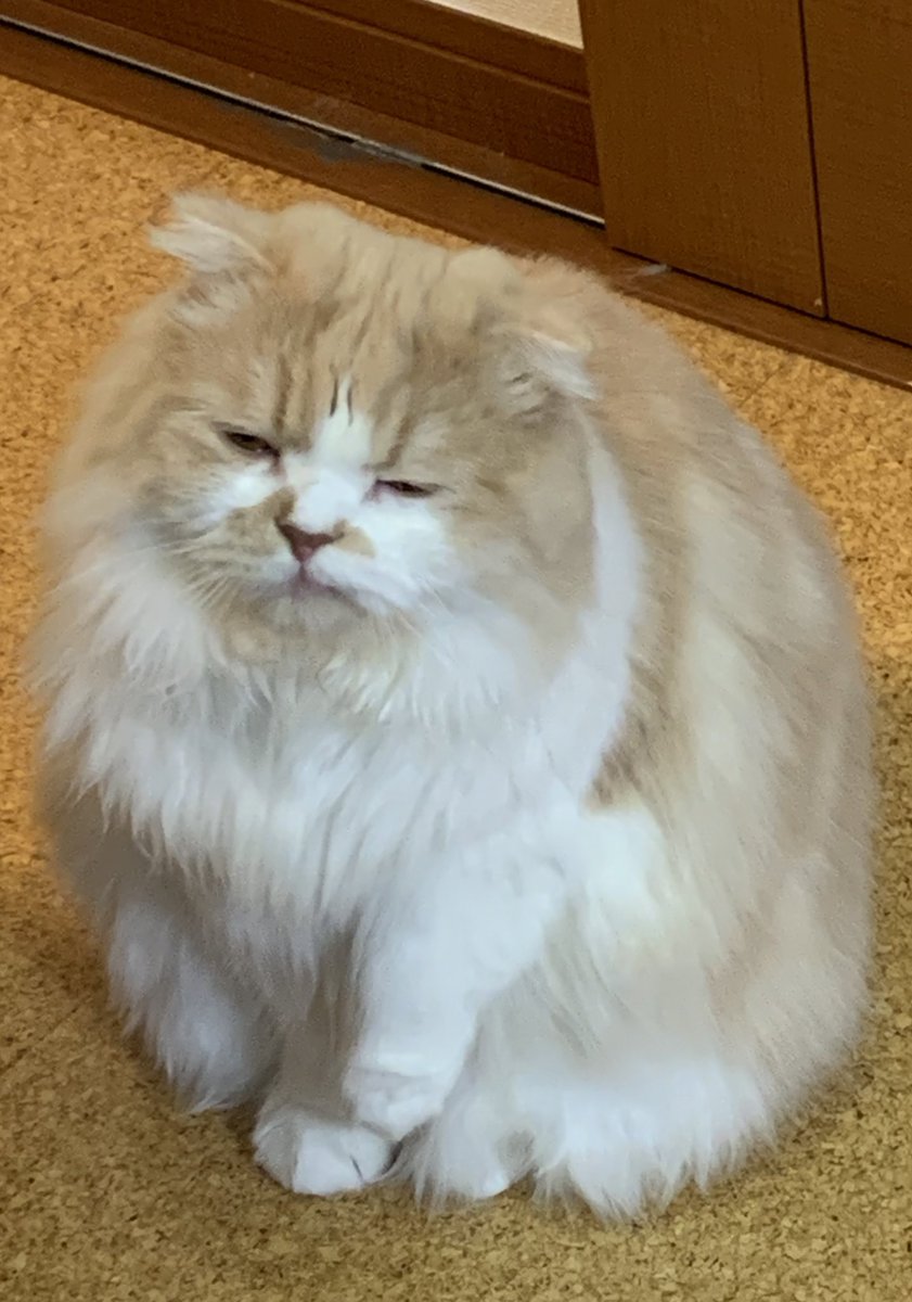 horumi5's tweet photo. 寝起きのみんさん

#スコティッシュフォールド #猫好きさんと繋がりたい #猫好き #にゃんこ #ほるみ
#みんちゃん #ほるみんさい #みんすけ https://t.co/q5lPErdHSE