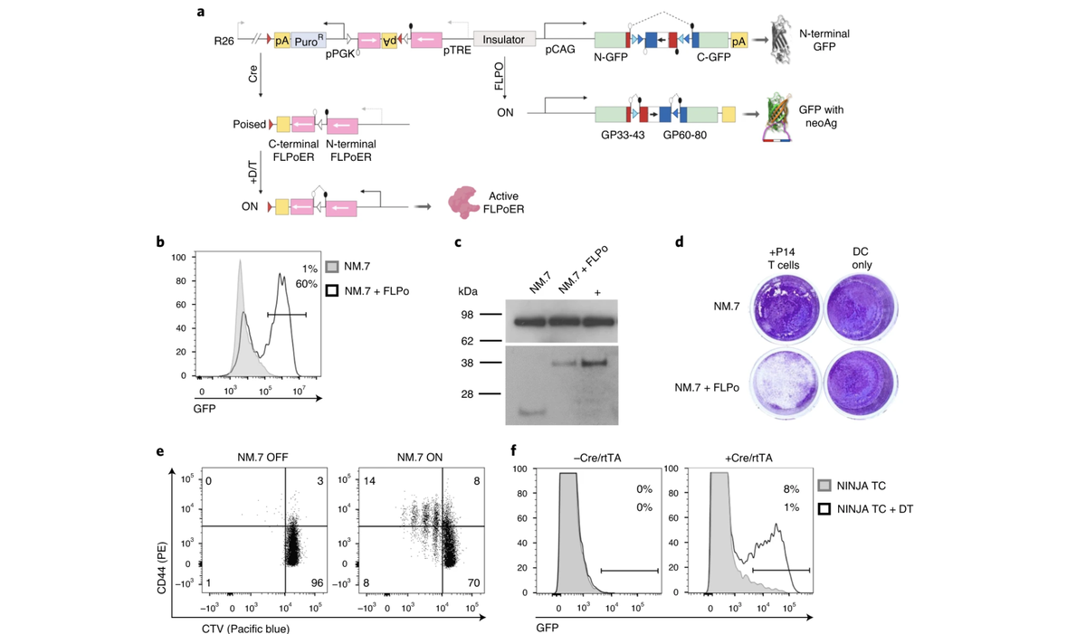 “NINJA” is a new tool for creating tumor cell lines with inducible neoantigen expression, which will help researchers study antitumor immunity. Read the study by <a href="/kochinstitute/">Koch Institute at MIT</a>, <a href="/britt_fitz1/">Brittany Fitzgerald</a>, <a href="/martinadamo/">Martina Damo</a> &amp; <a href="/Joshilabyale/">Nik Joshi</a> via <a href="/NatureBiotech/">Nature Biotechnology</a>: go.nature.com/3giXNf2