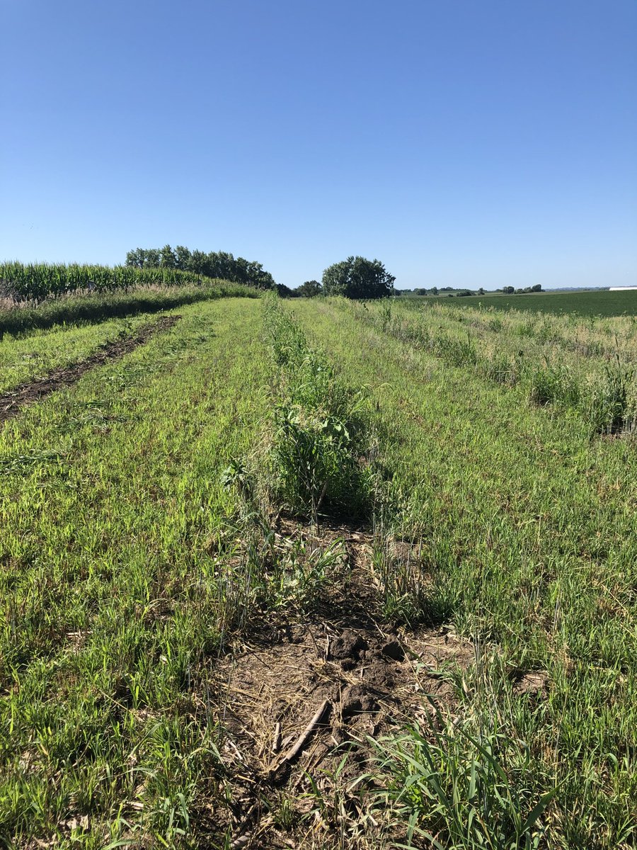 prudenterra's tweet photo. #Growing #grove! We're happy to see the progress on this 2.1-acre grove. We strategically planted #nativetrees and #shrubs while factoring #watertable and #soilquality. This grove will increase its #carbon #sequestration for years to come! Thanks for the photos, @TheCarrotKingI! https://t.co/bTa6dXQjOg