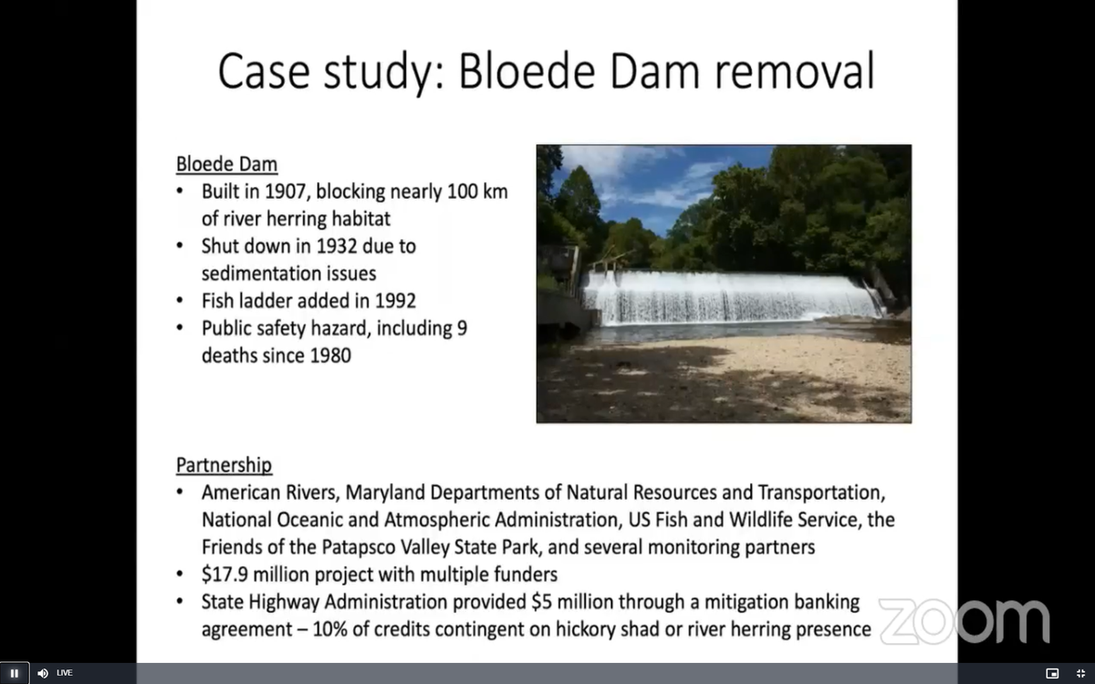Removal of the Patapsco River’s Bloede Dam: A multi-stakeholder effort to restore anadromous fish spawning runs from  @SERCfisheries  @smithsonian  @SmithsonianEnv #NACCB2020  #Conservation  #ScienceForAll