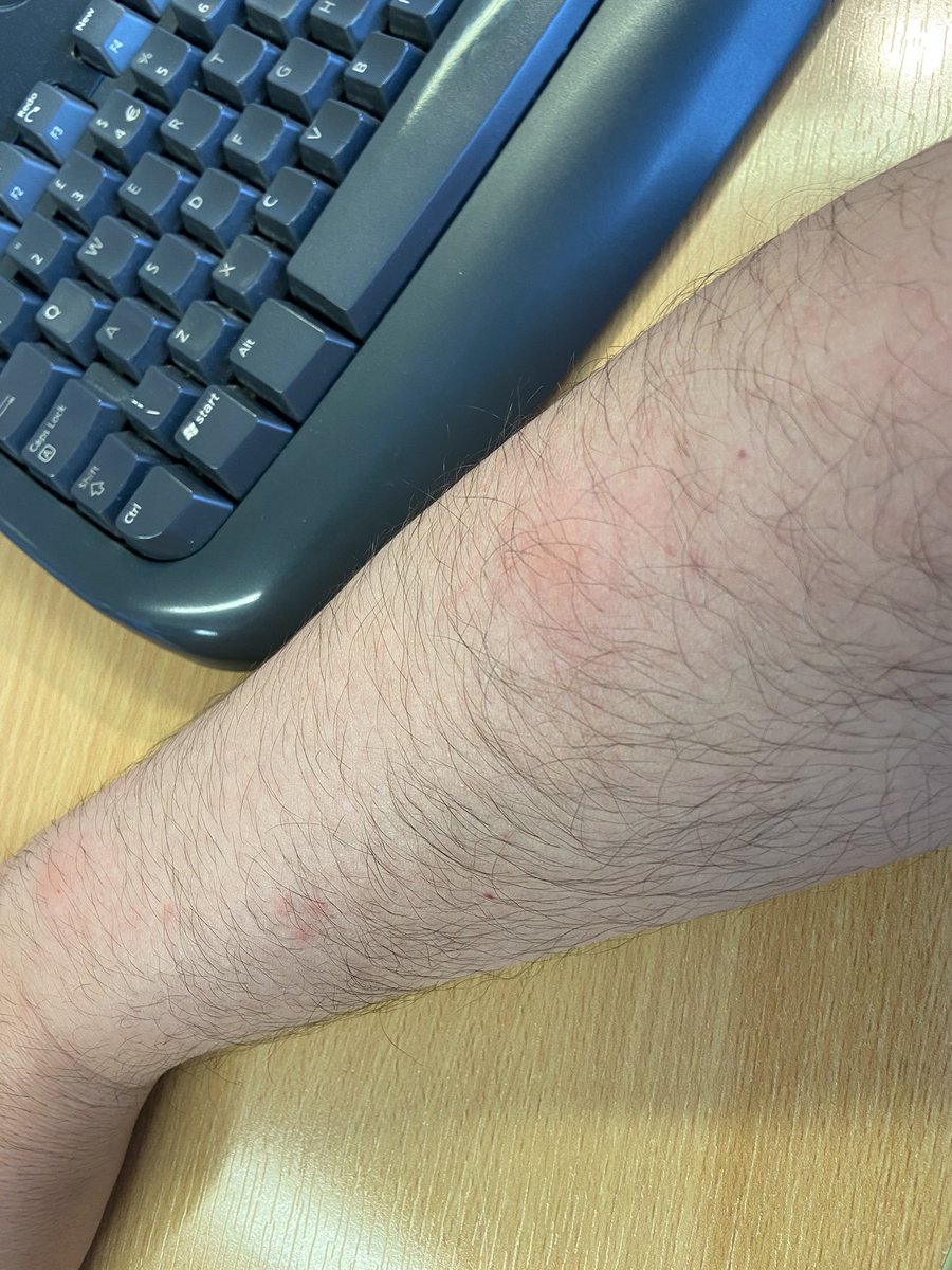 Naldo Morelli tweet media