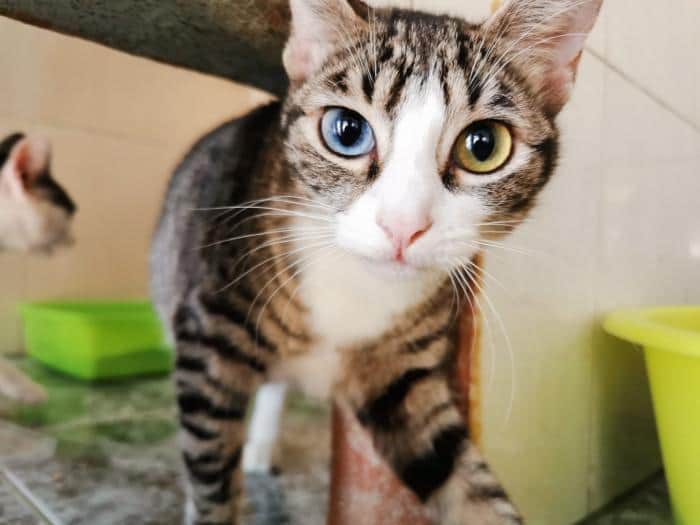 Congatos's tweet photo. Era una vez que se era
una #gatita especial
que ante un futuro muy negro
quiso las cosas cambiar.
Y sus ojos de colores,
más intensos que un imán,
van a hacer que hoy la veas
y no la olvides jamás 🧲  

Mavi y su mirada te esperan con @AsokaElGrande #Alicante #AdopciónResponsable https://t.co/GnoMsEYifI