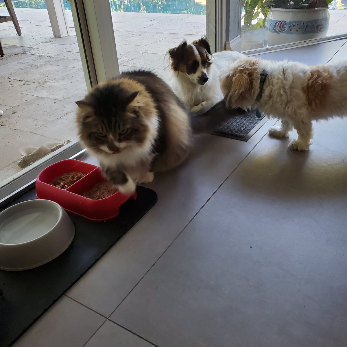 nkap6's tweet image. When cats rule! #maincoon #waitinline