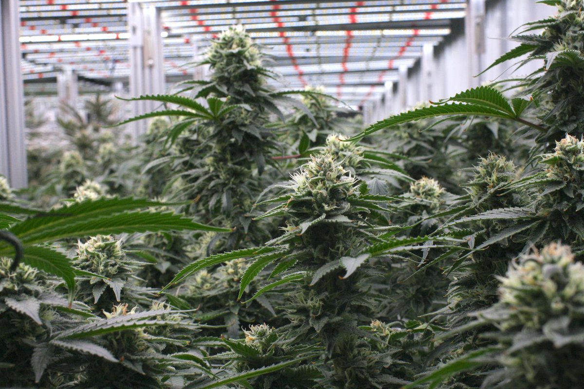 It’s impossible not to get excited about a fresh crop! Only a few weeks until harvest for these guys!
-
#monarchgrow #plantpeopleplanet #stayhighmyfriends #cannabislove #aeroponic #sustainablecannabis #washingtoncannabis #cannabisgrow #cannabisplant #cannabisharvest