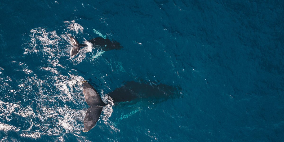 ccitub's tweet photo. "#Alkenones as a temperature proxy in #fin #whale (Balaenoptera physalus) tissues"
By L. Berdié  @ccitub et al, a research part of Diego Rita doctoral thesis, by À. Aguilar and X. Borrell. Dept #BEECA @IRBioUB 
Congrats!   
#marinescience #environment 

👉https://t.co/ocnPezJaRX https://t.co/8v7gbtmP71