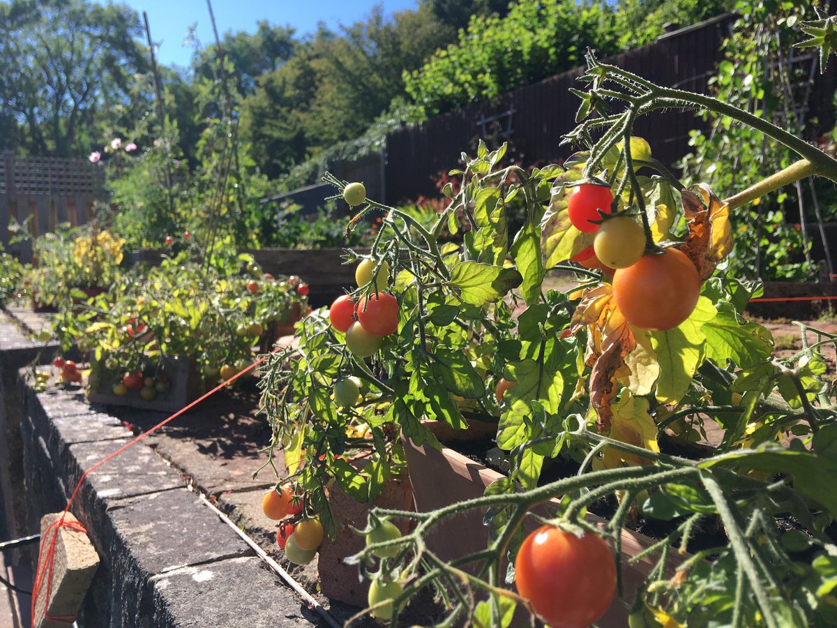 My offering for <a href="/StrideTreglown/">Stride Treglown</a> #Greenweek10 - Lockdown garden transformation: nearly 1000 tomatoes, grown from seed, soon to be harvested in my back garden, along with a bit of kale, spinach and courgette. Learning of the therapeutic process of growing food in my first garden.