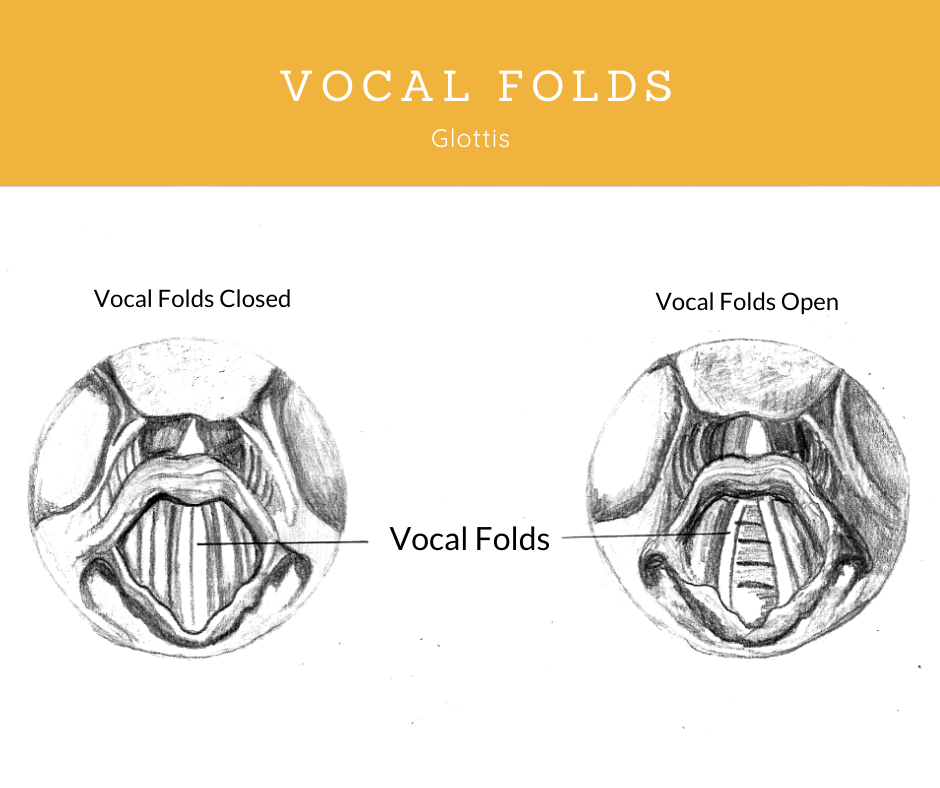 VoxTrain's tweet photo. The glottis is the gap between the vocal folds. Glottal closure patterns give a clear indication of how your vocal folds are functioning. Since you cannot look inside of your own voice, it is useful to do glottal onsets and straw phonation to regulate your own glottis. #thevoice https://t.co/mZkp7noHuo