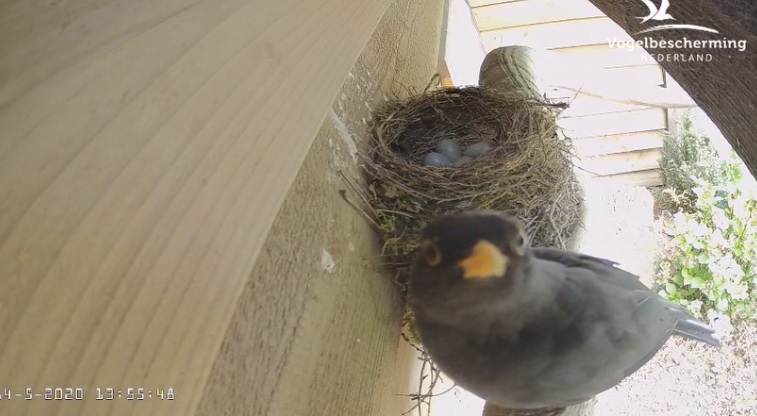 CJWildlife's tweet photo. We hope you've all enjoyed watching our live nesting webcams over the past few months. Now we've come to the end of the season, the cameras will be turned off tomorrow, bringing the 2020 season to a close. 

Thank you all so much for watching 😊

#cjwebcams #athomewithnature https://t.co/TmtPmrhWwe