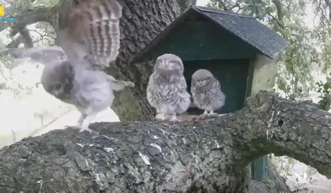 birdfood_ie's tweet photo. We hope you've all enjoyed watching our live nesting webcams over the past few months. Now we've come to the end of the season, the cameras will be turned off tomorrow, bringing the 2020 season to a close. 

Thank you all so much for watching 😊

#cjwebcams #athomewithnature https://t.co/vynsiG5IBe