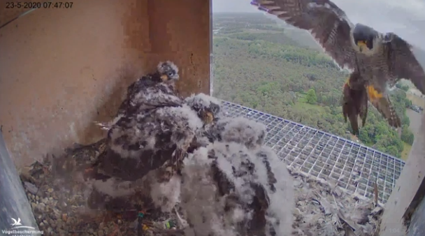 birdfood_ie's tweet photo. We hope you've all enjoyed watching our live nesting webcams over the past few months. Now we've come to the end of the season, the cameras will be turned off tomorrow, bringing the 2020 season to a close. 

Thank you all so much for watching 😊

#cjwebcams #athomewithnature https://t.co/vynsiG5IBe