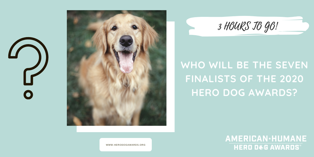 Hero Dog Awards tweet media