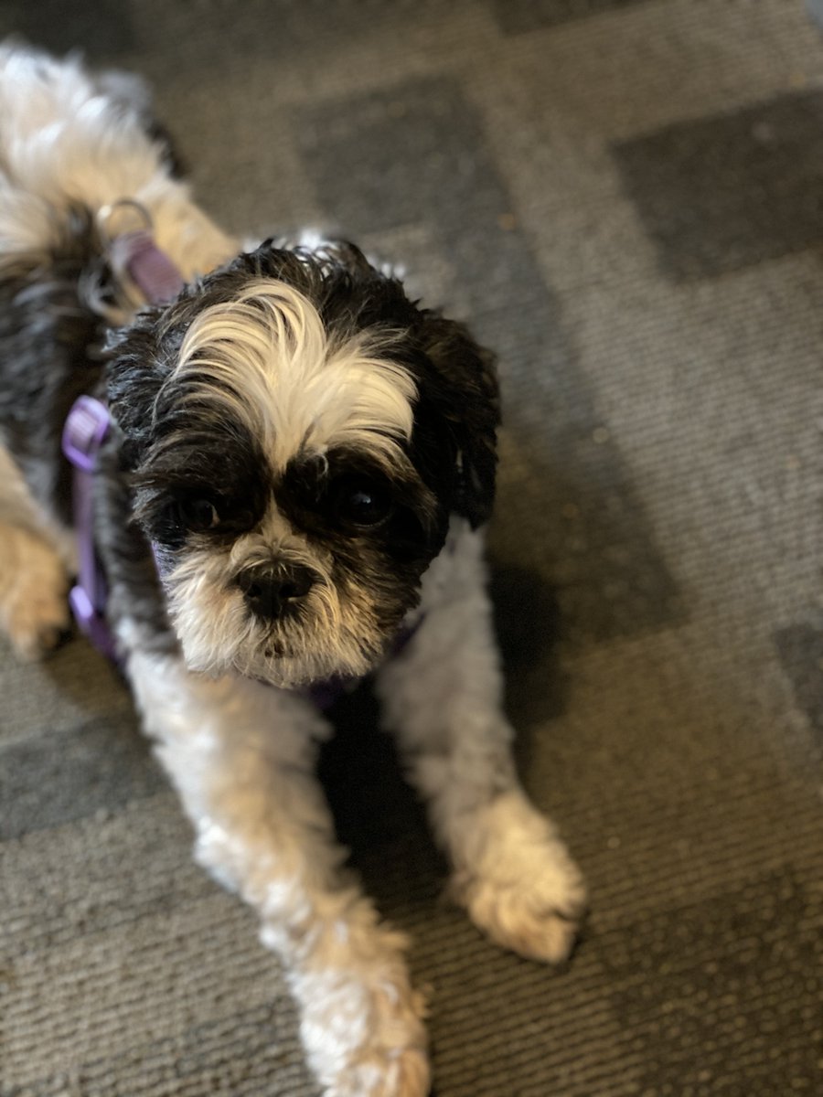 WezeesPlumbing's tweet photo. Our office mascot Pearl, seen here begging for pieces of egg and sausage from our office assistant Bradley. For an estimate call @WezeesPlumbing at 206-228-9721. #womanOwnedBusiness #seattlePlumber #plumbingOfficeFun https://t.co/fiLlHTvtym