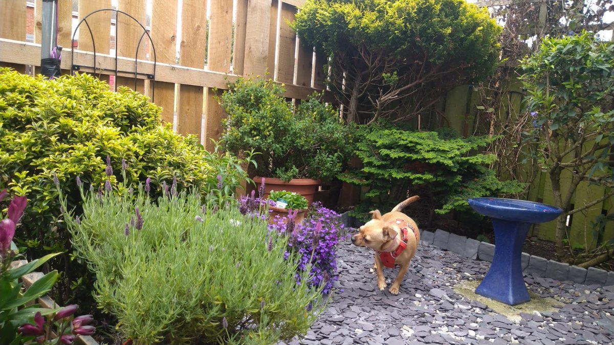 Super little jackahuahua, Roxy, had a fab day with her Barking Mad Northumberland hosts whilst her owners spent the day at <a href="/alnwickcastle/">Alnwick Castle</a> #staycation #thealternativetokennels, #yourdogsholidaystartshere #barkingmadhq