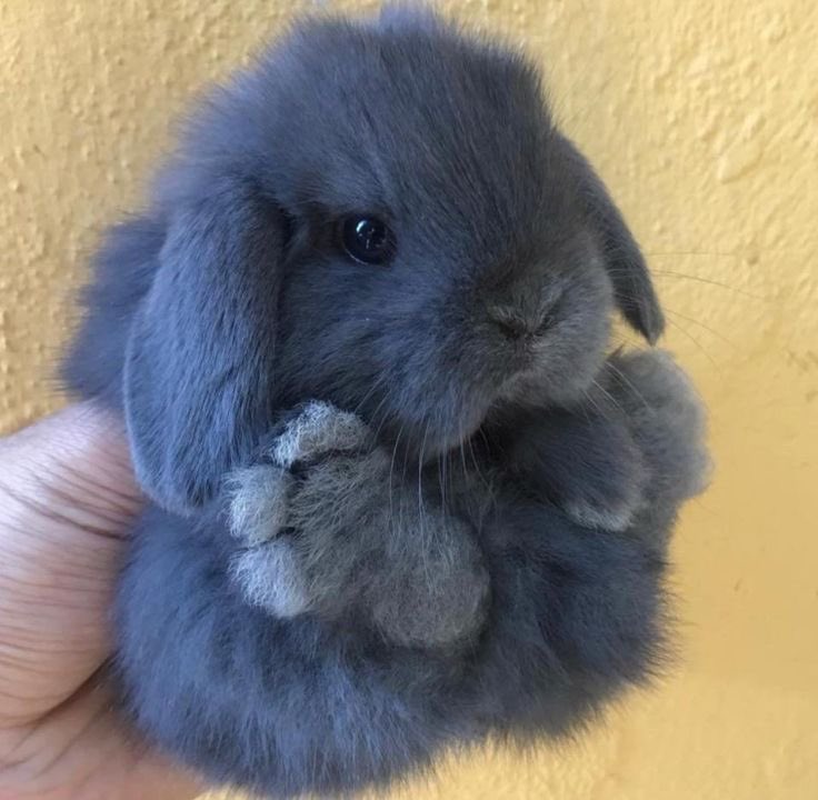 thread of cute little bunnies;