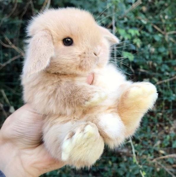 thread of cute little bunnies;