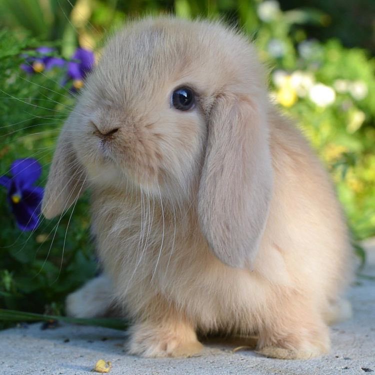 thread of cute little bunnies;