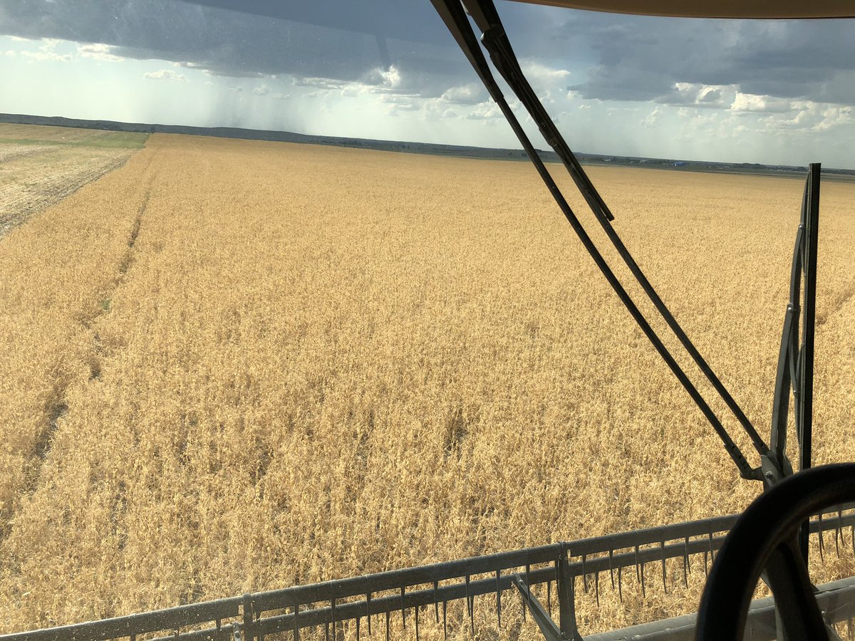 tanis_eckart's tweet photo. AAC Carver Peas #harvest2020 less than 3 inches of rain over the growing season on this field. 92 days from seeding to harvest. Happy so far about yield. It sure could be worse. #peasplease #townviewseeds https://t.co/ugi4kZkE9I