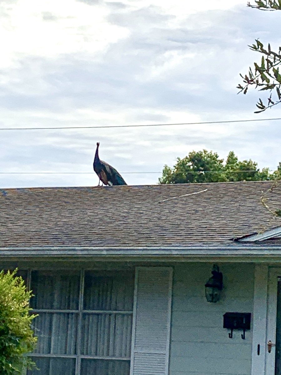 I live in a beautiful place where Peacocks roam freely. This is just one morning walk.