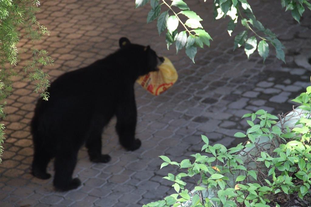 ElPolloLocoMx's tweet photo. Todos sabemos que lo único igual a El Pollo Loco, es otro Pollo Loco ¡y ya🐻! https://t.co/hLmgbJN0ag