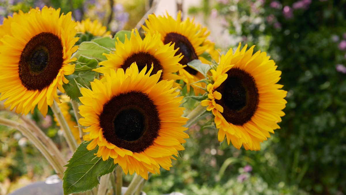 NGSOpenGardens's tweet image. Tell us how important your garden or outdoor space was to you during lockdown. Follow the link to take part in our short survey - we’d love to hear from you! surveymonkey.co.uk/r/MLM6FLG