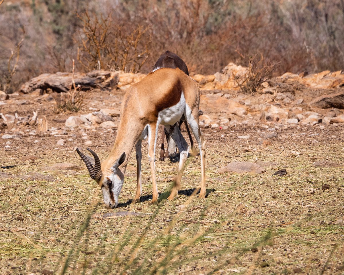 Really missing the bush right now!