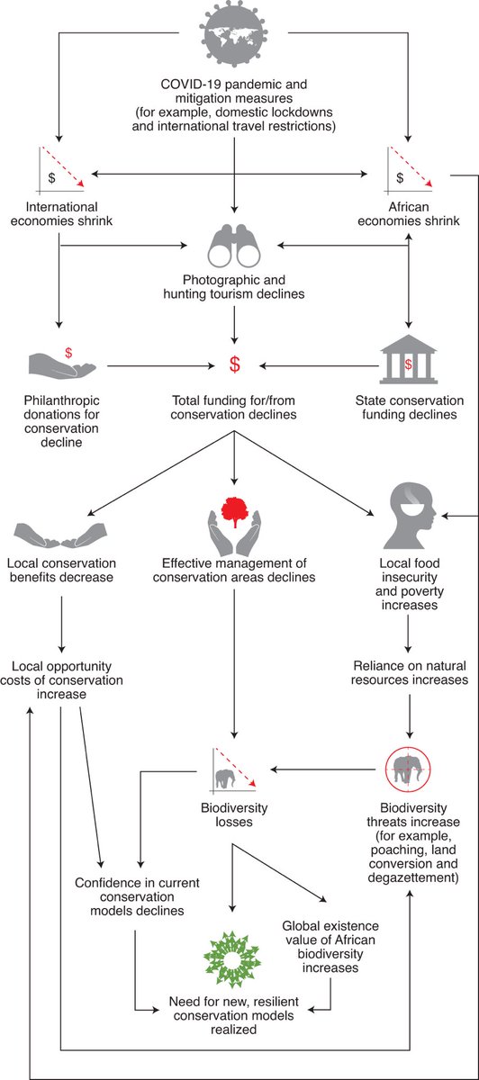 NatureEcoEvo's tweet photo. Conserving Africa’s wildlife and wildlands through the COVID-19 crisis and beyond https://t.co/kq8sxYfJlr https://t.co/Cc5GCh2ZCA