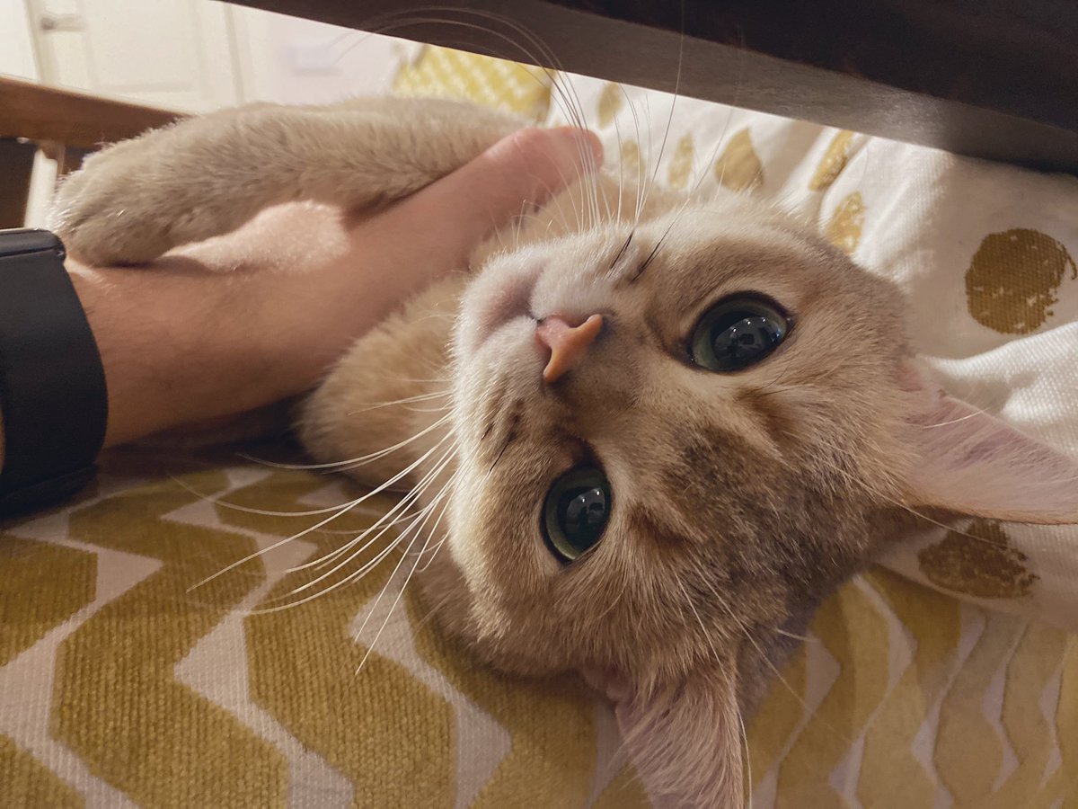 Кукуруза как у томакруза 🌽 tweet media