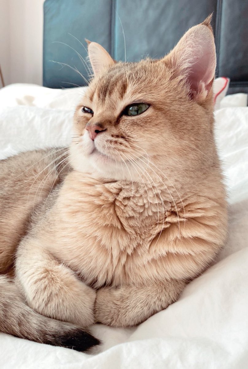 Кукуруза как у томакруза 🌽 tweet media