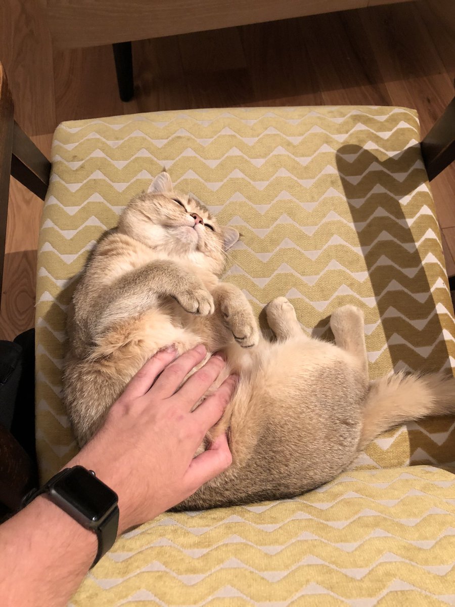 Кукуруза как у томакруза 🌽 tweet media