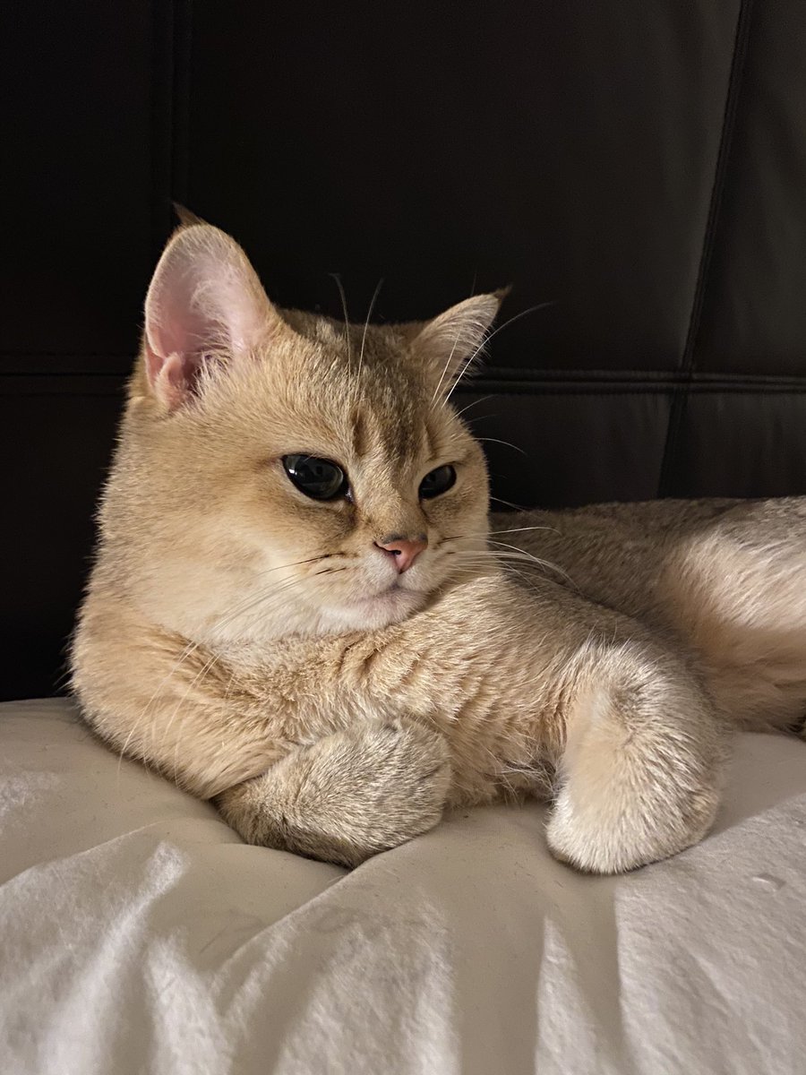 Кукуруза как у томакруза 🌽 tweet media