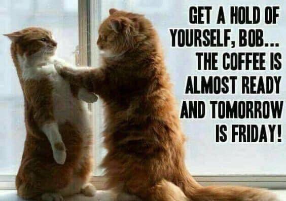 vetforcatsonly's tweet photo. https://t.co/hHuVyNFB7G
