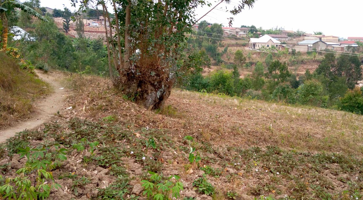 TEACHRwanda's tweet photo. Thanks to @AllGirlsAllowed, TEACH Rwanda has just purchased two plots of land.  We are using the land to build more classrooms, a kitchen, computer room, library &amp; National Teacher Development Center! 

Donate at https://t.co/aAmBWI6VMv. 

#TEACHRwanda #RwandaPlays #ChooseJoy https://t.co/YmiRSEPa4n