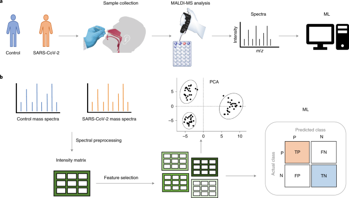 kermitmurray's tweet photo. Detection of SARS-CoV-2 in nasal swabs using MALDI-MS https://t.co/0YVewzUcRr #nature #MassSpecPub https://t.co/yAL5RdF5nw