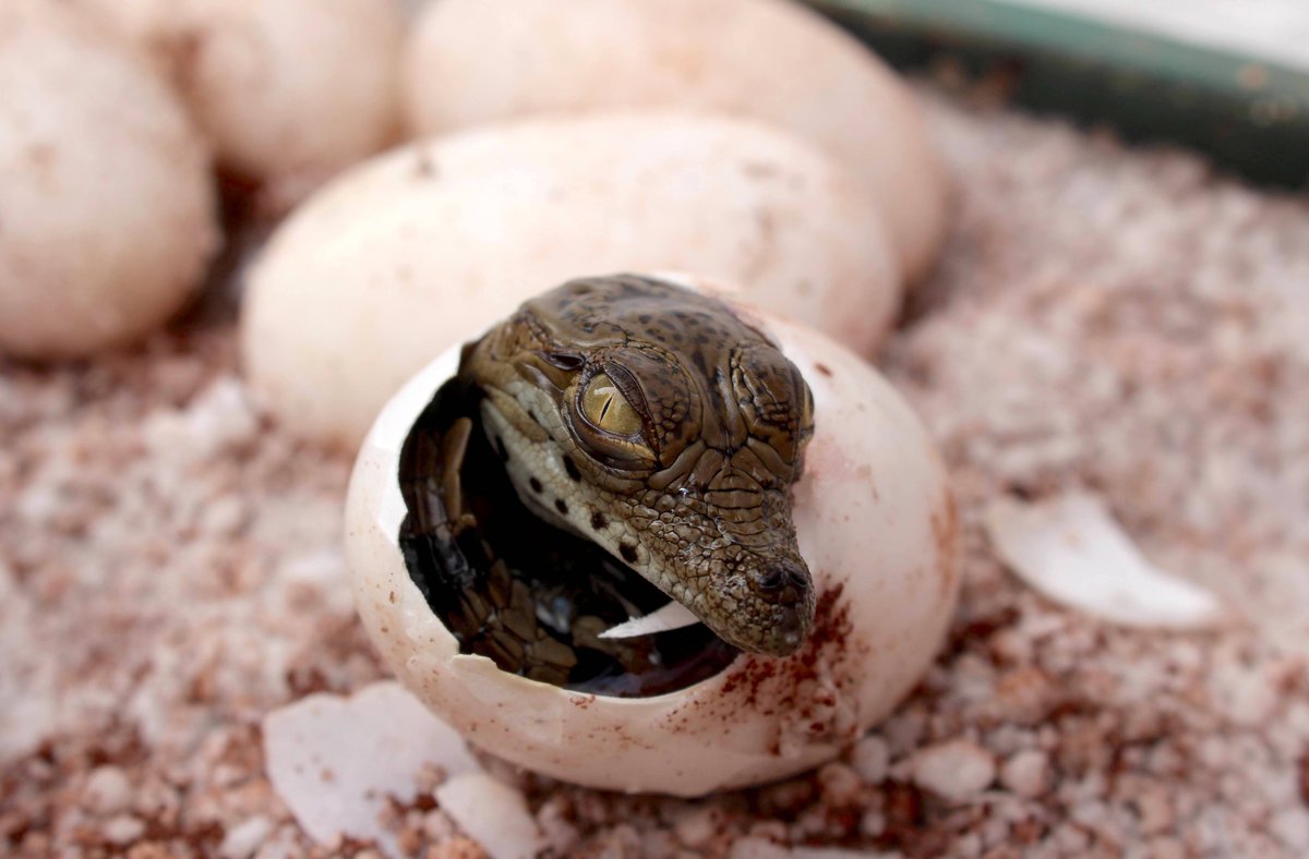 CROCOPARC's tweet photo. 🐊 Nouvelles naissances à Crocoparc.
Bébé crocodile découvre la vie 😍 https://t.co/hfLUjIyHki