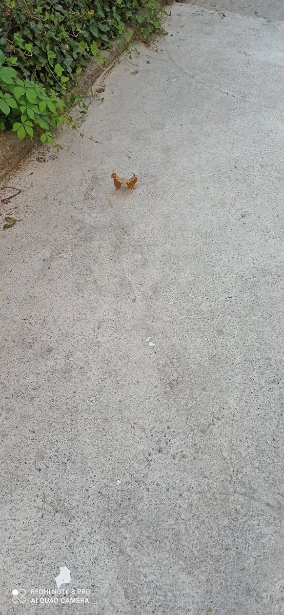Hayat bir yaprak gibidir önce yeşerir sonra olgunlaşır ve zamanı geldiğinde de dökülür.Ama bir fark vardır. Son anlarımızda biz devrimciler (ikinci foraf ta olduğu gibi) ayakta kalmayı biliriz...✌️✌️