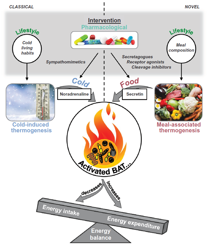 Martin Klingenspor (@martinklingens4) on Twitter photo Gut - Brown fat - Brain communication:
Check out our new review by on secretin, brown fat and satiation 😀dx.doi.org/10.1113/EP0878… Gut - Brown fat - Brain communication:
Check out our new review by on secretin, brown fat and satiation 😀dx.doi.org/10.1113/EP0878…