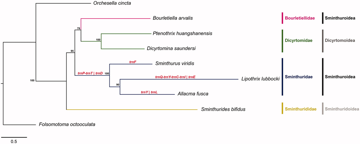 EszLab's tweet photo. New Evolutionary &amp; Systematic Zoology Lab article out today on Mitochondrial DNA Part B Journal! 🧬

The complete mitochondrial #genome of the #springtail Allacma fusca, the internal #phylogenetic relationships and gene order of #Symphypleona

DOI:https://t.co/SDd7ygsh05 https://t.co/ZDF2X8huNR