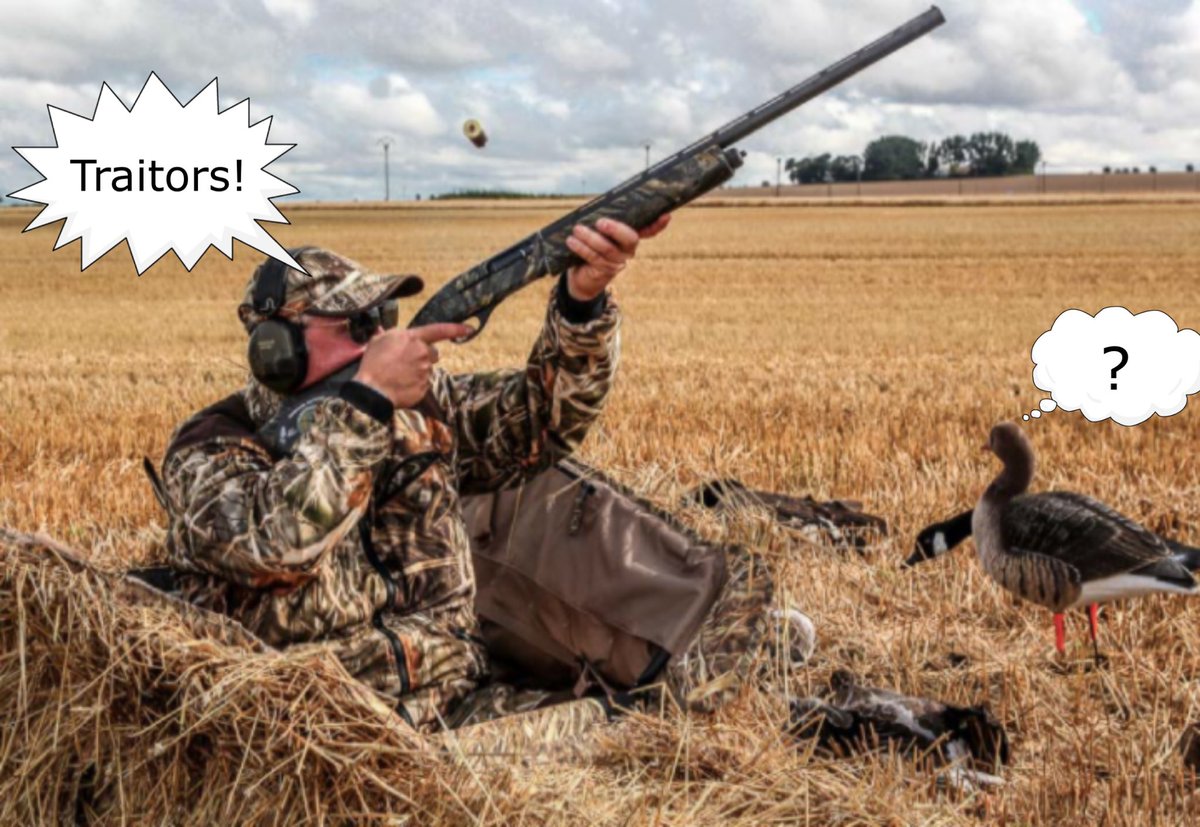 охота на гуся ростов великий. мод на индюшек. Hammerfell_fowls_ для скайрима мод. весенний скрадок на гуся. мод на fs19 на уток.