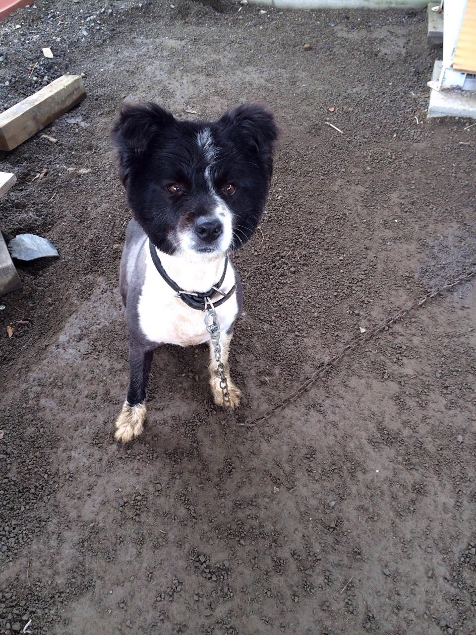 @BristolShubun うちのも見てやってください。 