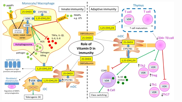 Role of  #VitaminD in immunity during  #COVID19. 1. Vit D is a major precursor for activation of T-cell (for any disease)2. Vitamin D controls cytokines storm in COVID that causes blood clot & vascular damage of the organs like Kidneys, heart, Brain and ultimately death. Thread