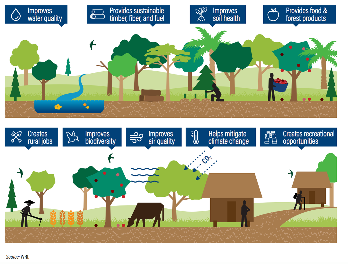 Keeping track of where + how land is regenerating shows stakeholders how their investments are paying off and gives evidence to communities that  #restoration really works!  https://www.wri.org/blog/2017/12/restoration-one-most-overlooked-opportunities-economic-growth