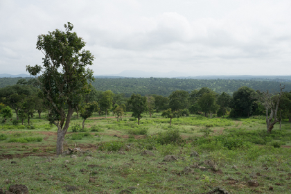 geobiodiversity's tweet photo. Simulation published in @GlobalChangeBio shows that increasing CO2 level will lead by 2100 in Asian tropics to an  increase of up to 23% in above-ground woody biomass. If not deforested, the region could become a global carbon sink.
More: https://t.co/XC2J5eUMtv
#SGNScience https://t.co/8Pbwf7iJdl