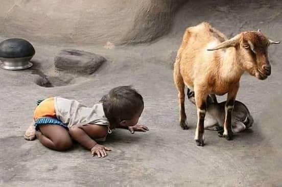 MonarkMistry's tweet photo. Save innocent animals.
Stop killing.

#no_illegal_slaughter https://t.co/xpwaFfESyJ