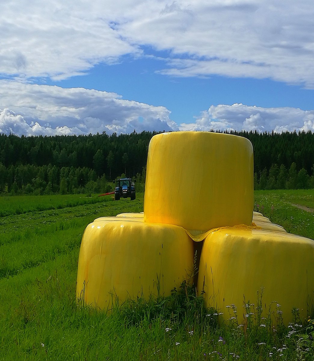 ElseKruskopf's tweet photo. Voivuoret kasvaa Suomen pelloilla😂 #Finland #BeautifulLoveWonderfulLife #nature #butterfields #Pertunmaa https://t.co/HrDS2yCuJm