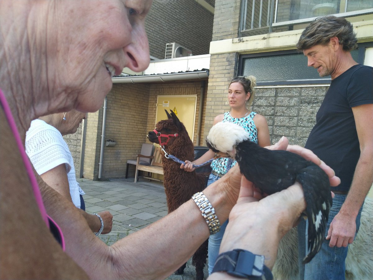 Alpaca en kuifhoentje vertederen ouderen van <a href="/HaagsOntmoeten/">Haags Ontmoeten</a> in #leyenburg. Ouderen van <a href="/Mooiwelzijn/">Mooi welzijn</a> gelukkig uit hun isolement
