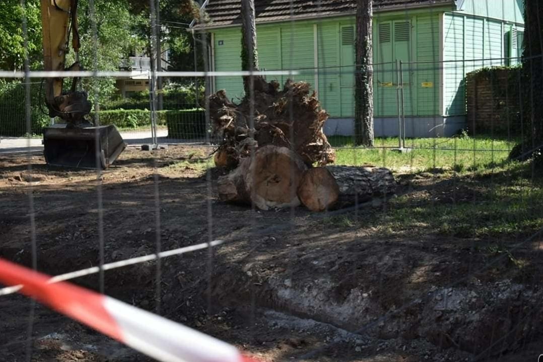 Каже Ана Брнабић како су од ливаде у Нишу направили лабораторију. Па није ливада жено, него сте посекли два стогодишња сребрна Атлантска кедра која су засадили Солунски ратници када су се вратили са фронта.