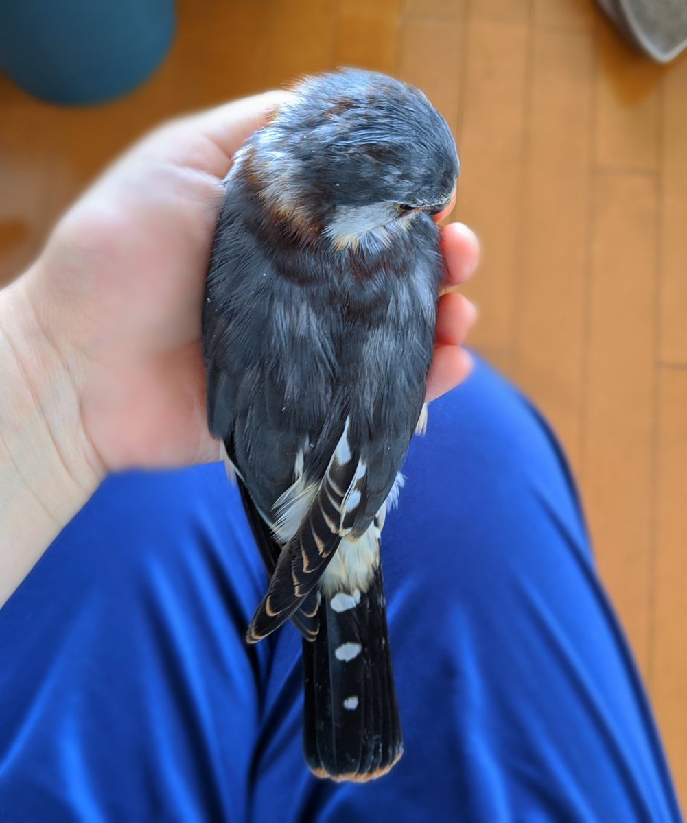 ピグミーファルコンのナッツ 上から見るとこんな感じ オスは首周りの茶色い部分がメスよりも少ないそうです ピグミーファルコン