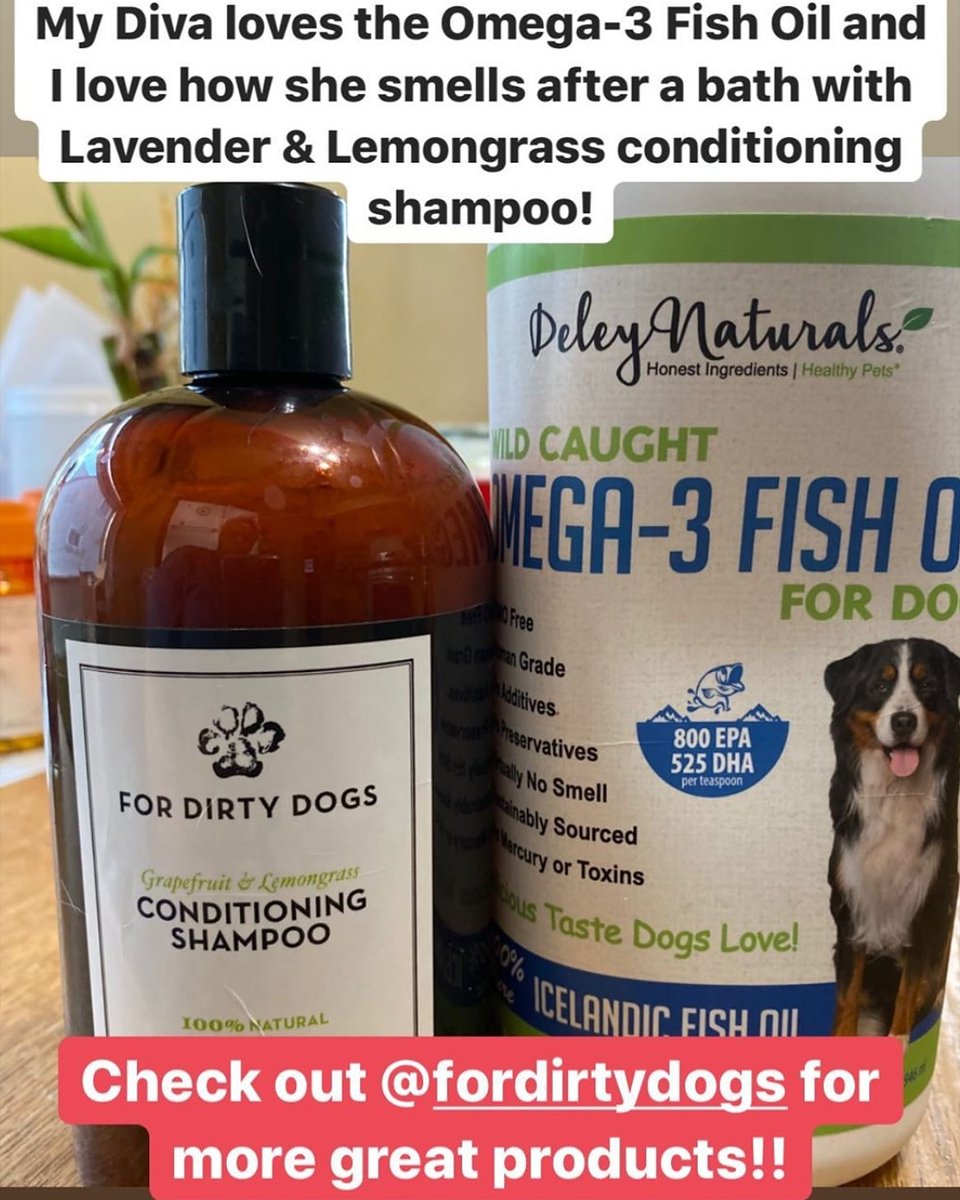 ForDirtyDogs tweet media