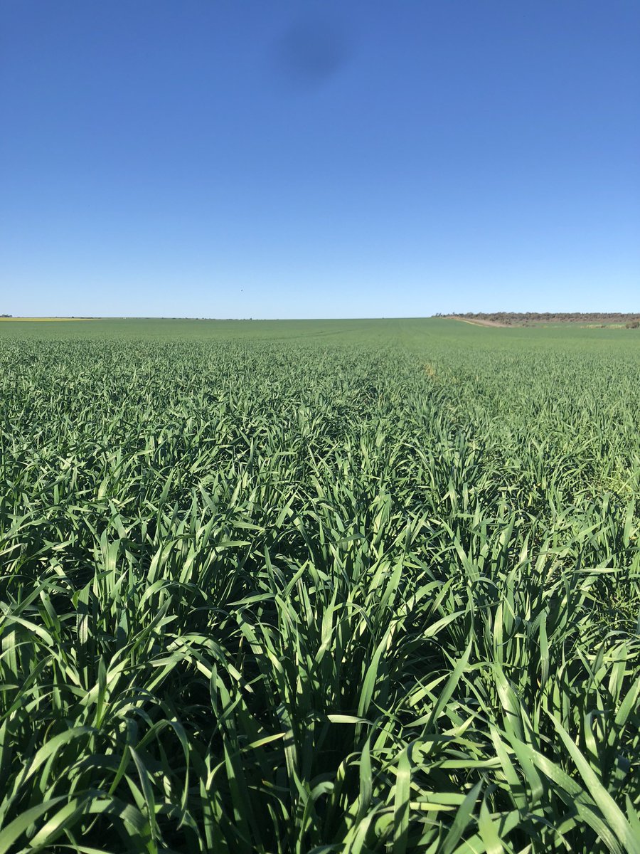 StuartWilson02's tweet photo. Had @TillageHire bednar a problem non wetting paddock to 550mm looks to have done the trick giving us confidence to do more. With the big winds had little blow considering. Sowed chief wheat on it and growing really well but harvest will tell the story. https://t.co/3mGKr3H08X